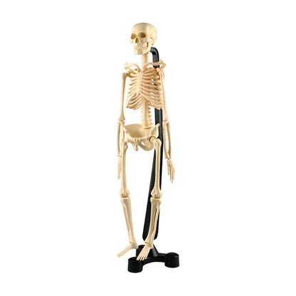 Mini-Skeleton (46cm Height)