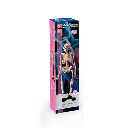 Mini-Skeleton (46cm Height)