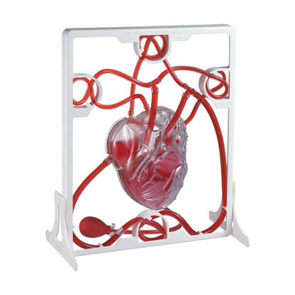 Pumping Heart
