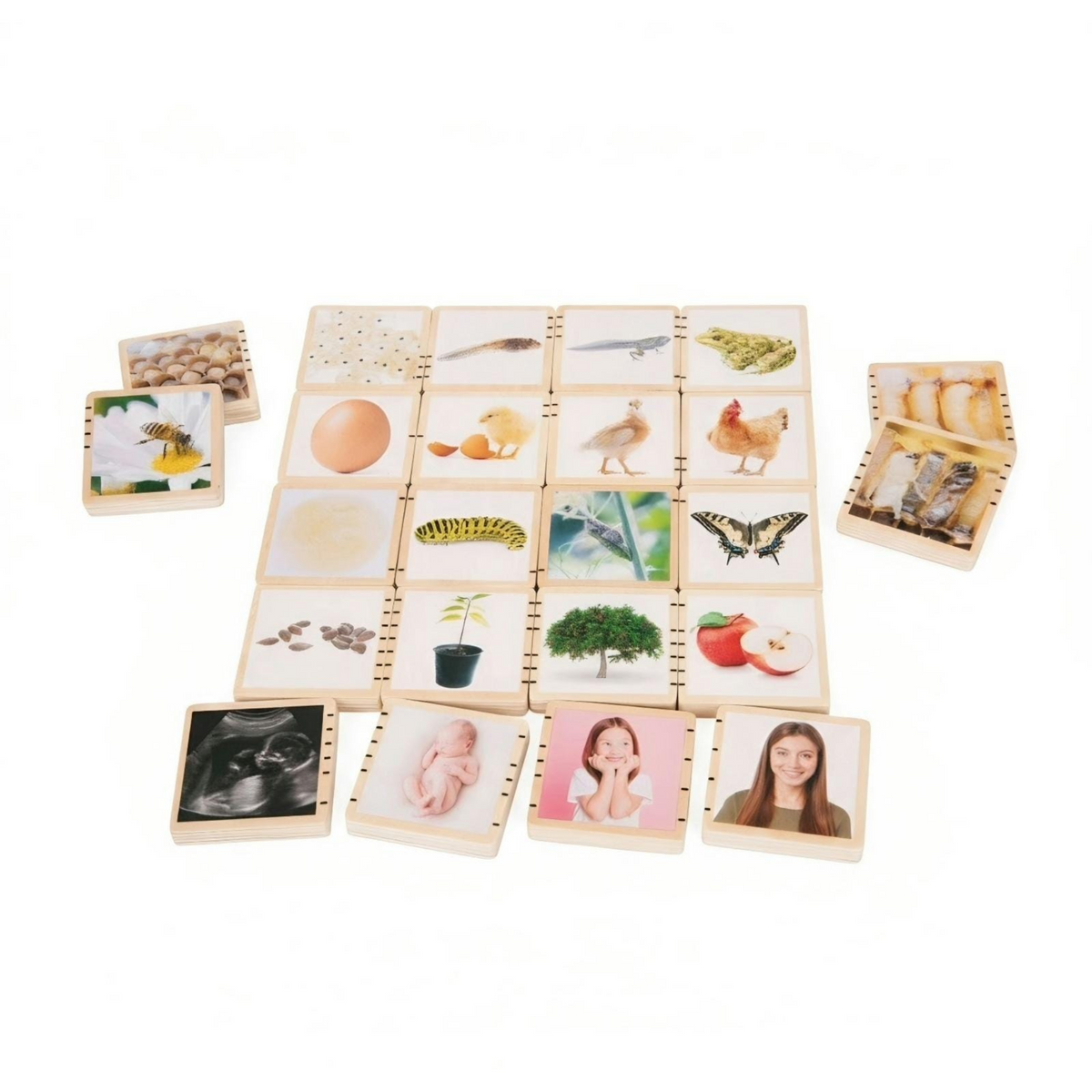Wooden Lifecycle Tiles