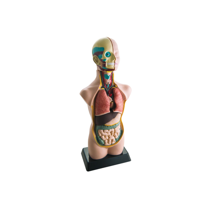 Human Anatomy Model (50cm Height)